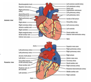 internal anatomy of the heart.